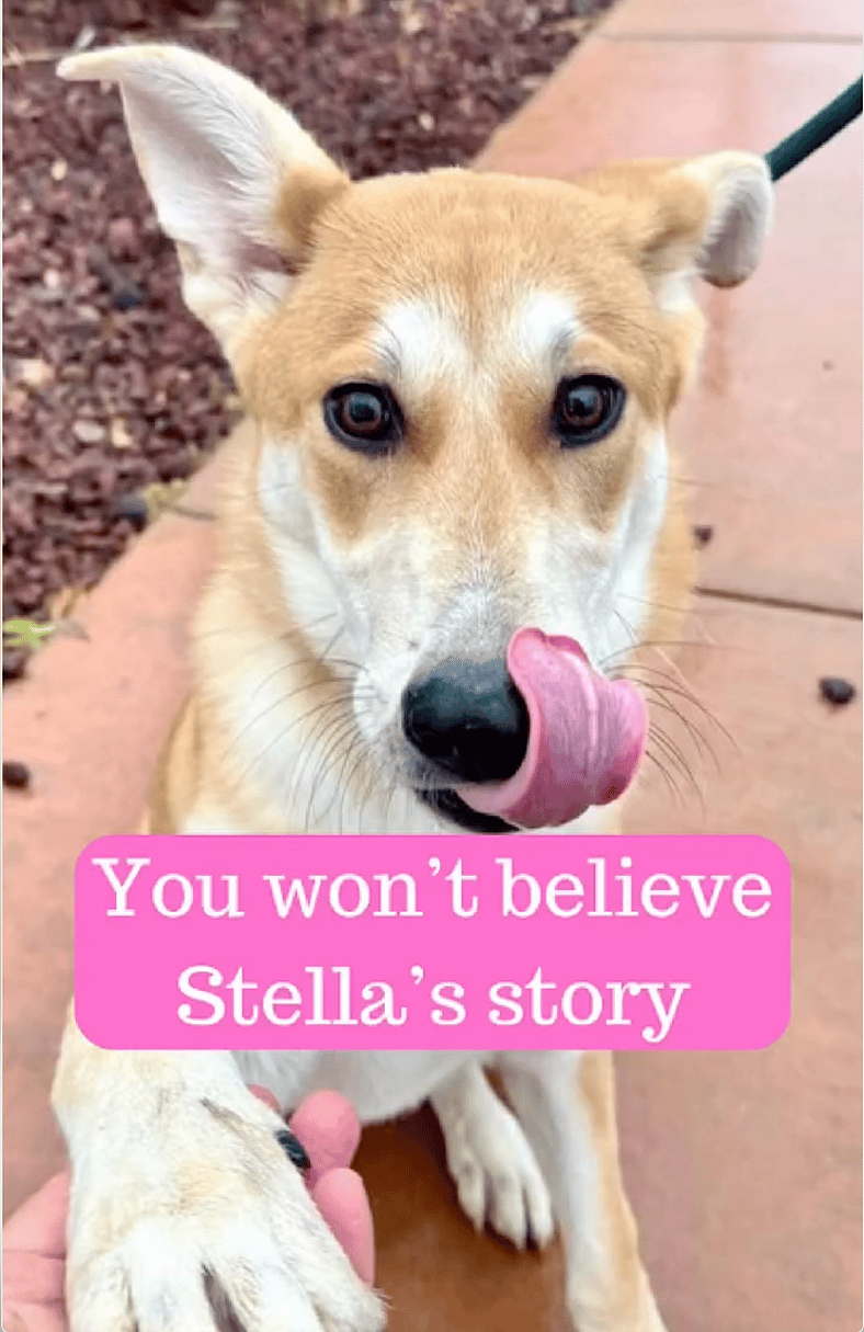 Stella